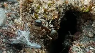 How much can an Ant lift?
