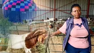 SUSTAINABLE Goat farming Part 2 !AGROTourism!ONLINE Goat TRAINING! Goat Kids are Profits!