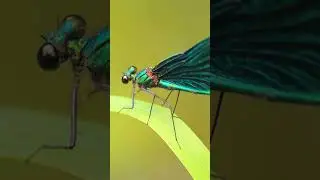 Beautiful Demoiselle Calopteryx Dragonfly