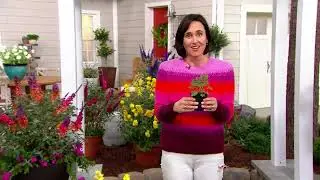 Cottage Farms 3pc Poquito Hummingbird Mint Yellow Live Plants on QVC