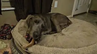 Chews weim #weimaraner #seniordog #dogchewing #dogtoys #doglife