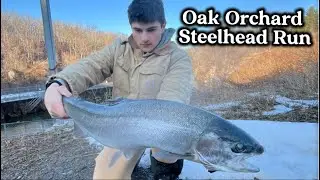 Lots of Chrome!!! Oak Orchard Steelhead Run Report! 