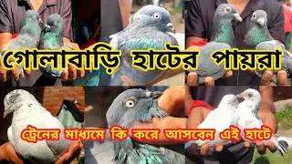 গোলাবাড়ি হাটের পায়রা । Golabari Hat |ট্রেনের মাধ্যমে কিভাবে যাবেন।পায়রা কেমন।@pigeonsloverrj9600