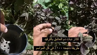 اكثار نبات دم العاشق بطريقة الترقيد،، طريقة ناجحه في كل المواسم - جزء اول