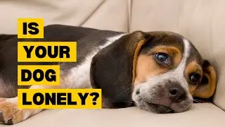 Signs your Dog is Lonely