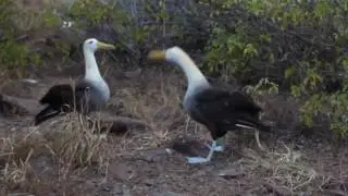 Son of a Bird