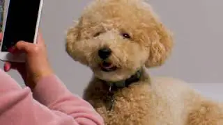 Custom Pet Products!