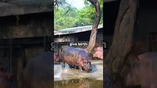 SURPRISING Animal Facts You Won't Believe🤯 (PART 2)