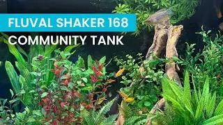 Fluval Shaker 168L: Perfect Community Aquarium Setup with Easy-to-Keep Fish! 🐠