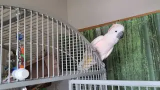 Макс делится своим мнением