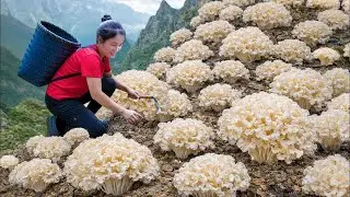 Harvest A Lot Of Wood Ear Mushrooms Climb Dangerous Cliff Goes to Market Sell | Susan Daily Life
