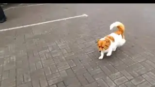 18.03.2024 р.Привіт від Шані 😉🤣