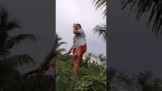 Harvest time Para ulam in natin sa dinner
