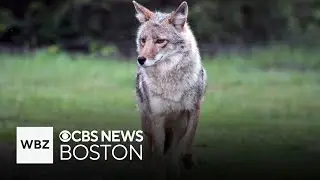 Brookline police warn neighbors after coyotes attack dog