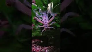 Vampire shrimp eating