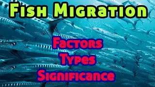 Fish Migration: Factors, Types, Significance | Fish Biology | Zoology