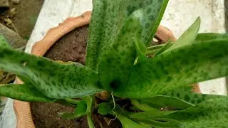 444,,,Leopard lilly plant care .