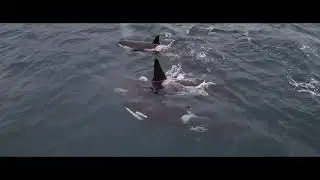 Orcas in Skjervøy (Norway) 01.2025