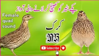 Madi ki kirak (Female quail sound2025) batair ke madi ke awaz#quail #kirk #female #voice کرک