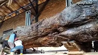 Tegang Sampai Akhir. Kayu Jati Terbaik Bahan Meja Solid. 8 Kubik Tiba di Penggergajian. ISTIMEWA.