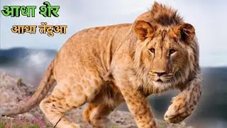 Leopon Hybrid from Leopard and Lion #shorts  #fact #animal