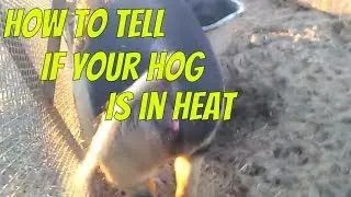 How to tell if your sow is in heat