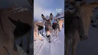 Des &Acirc;nes Corses sous la neige