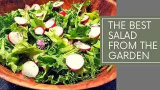 SMALL GARDEN FRESH PICKED SALAD |  SMALL BACKYARD GARDEN ZONE 5A CANADA