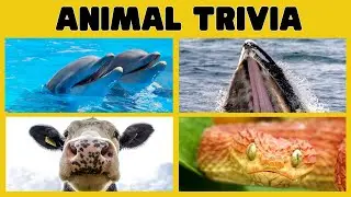 Animal Trivia for Kids