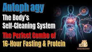 Autophagy The Body's Self Cleaning System The Perfect Combo of 16 Hour Fasting & Protein