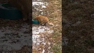 Жизнь уличного кота!