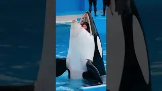 Amazing Orca Stunt Show | Ocean Act You Won&rsquo;t Believe