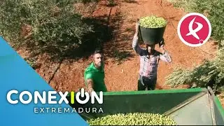 Di Manolo, experto aceitunero en Higuera de Vargas | Conexión Extremadura