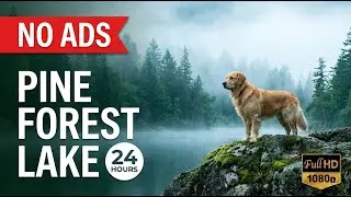 24 Hours of Dog TV - Pine Forest & Lake Adventure🌲🐶Deep Sleep & Calm Nature Walk🎵💖No Ads Dog Stress