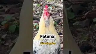 Frankie #rooster calls #fatima #chickens #funnymemes #arabic #viralshorts