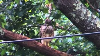 TreeHawk