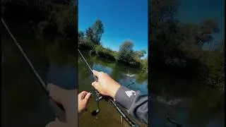 Типичное место для ловли жереха на воблеры. #aspfishing #fishing #ловляжереха