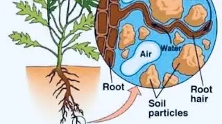 ￼ Water absorption process factor affecting on water absorption