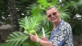 Aloha from Hawaii! - Claudius Fabig pr&auml;sentiert IPO von Blue Hawaii!