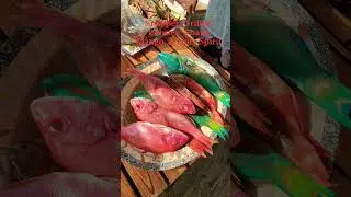 Snapper, Grilled Lobster, Guava Mango, & Holy Spirit! #jesus #saffron #joy #jamaica #beach #summer