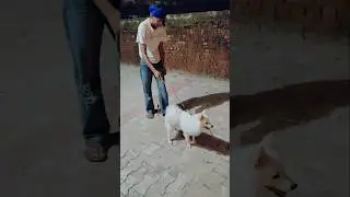 #dogfun#doglove#fun with kids#cute#pets#