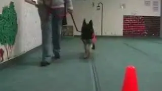 Hearing and Service Dogs of Minnesota