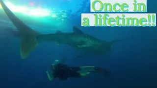 Diving with the WORLDS BIGGEST FISH! | Cebu, Philippines 🇵🇭