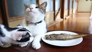 ちゃぶ台の上の焼きどんこと猫たち　260131