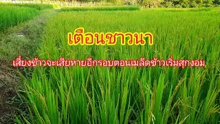 Exchange experiences in rice cultivation