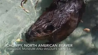 Meet The North American Beaver