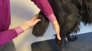 Klipping av Flat-coated Retriever 2