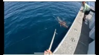 Daytime Swordfishing in Louisiana