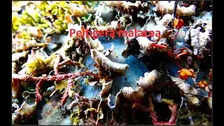 Veinless pelt    Peltigera malacea   in dry conditions by  Theo