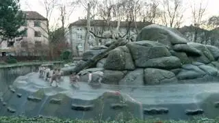 Baboons run around like crazy